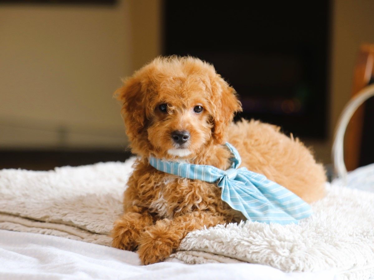 maple (2).JPG