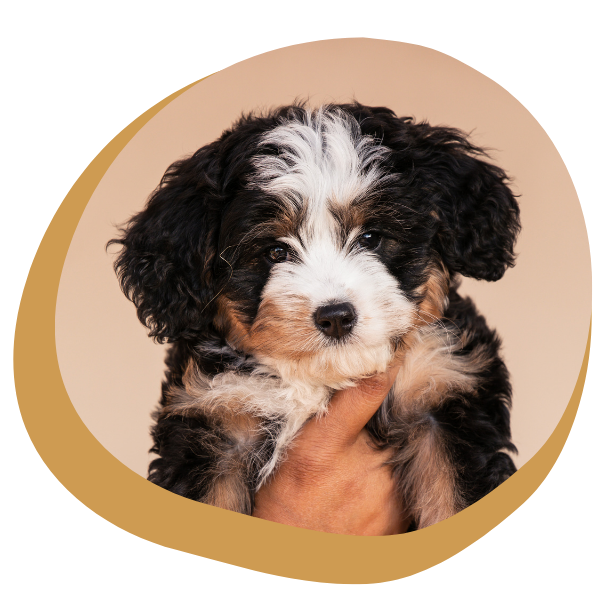 Bernedoodle Puppies - Image 4.png