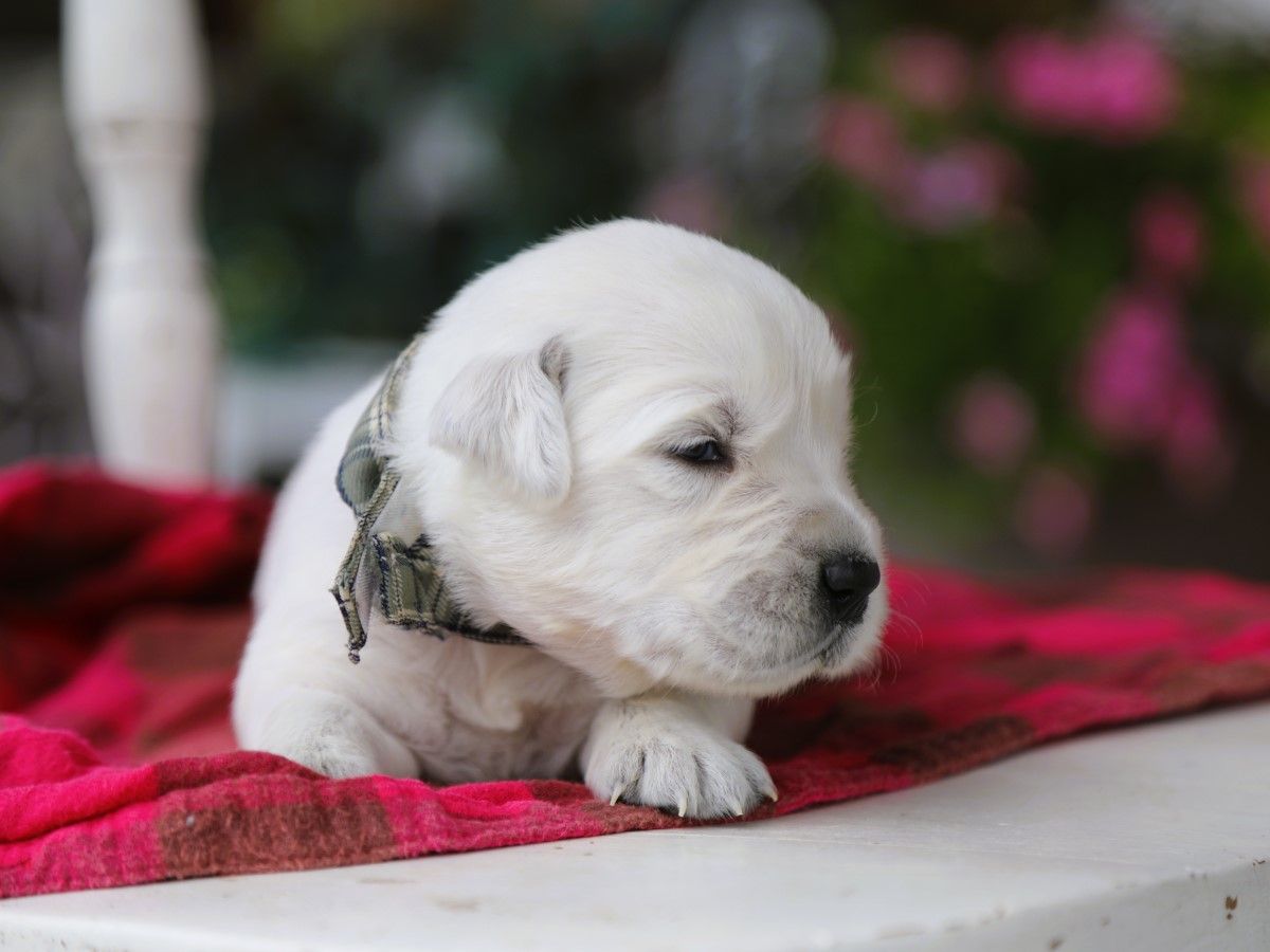 Albert (1).JPG