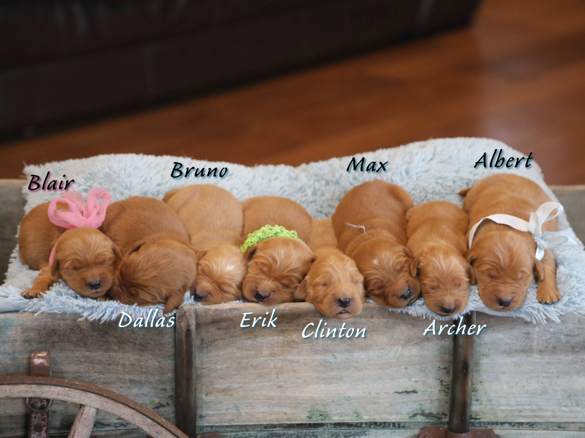 Ellen's Babies