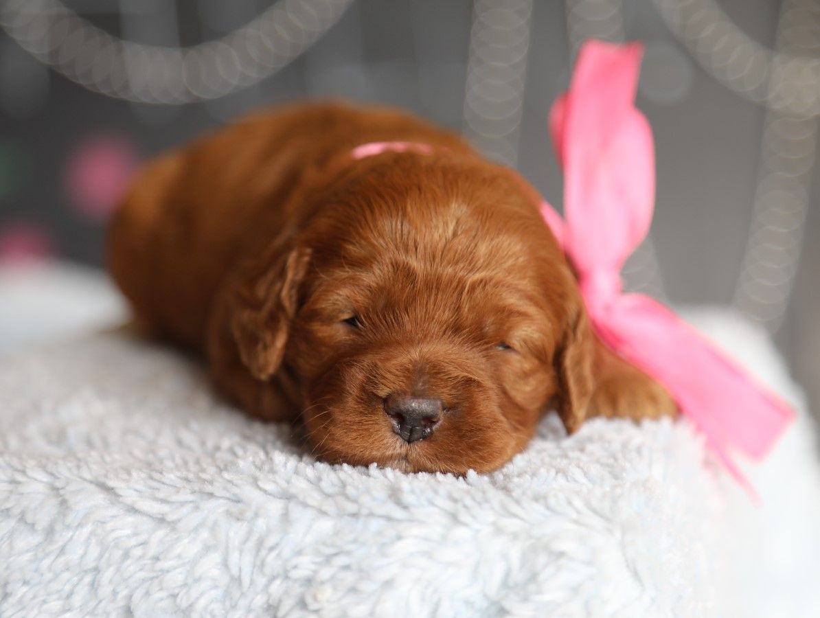 Twinkle • click to meet
