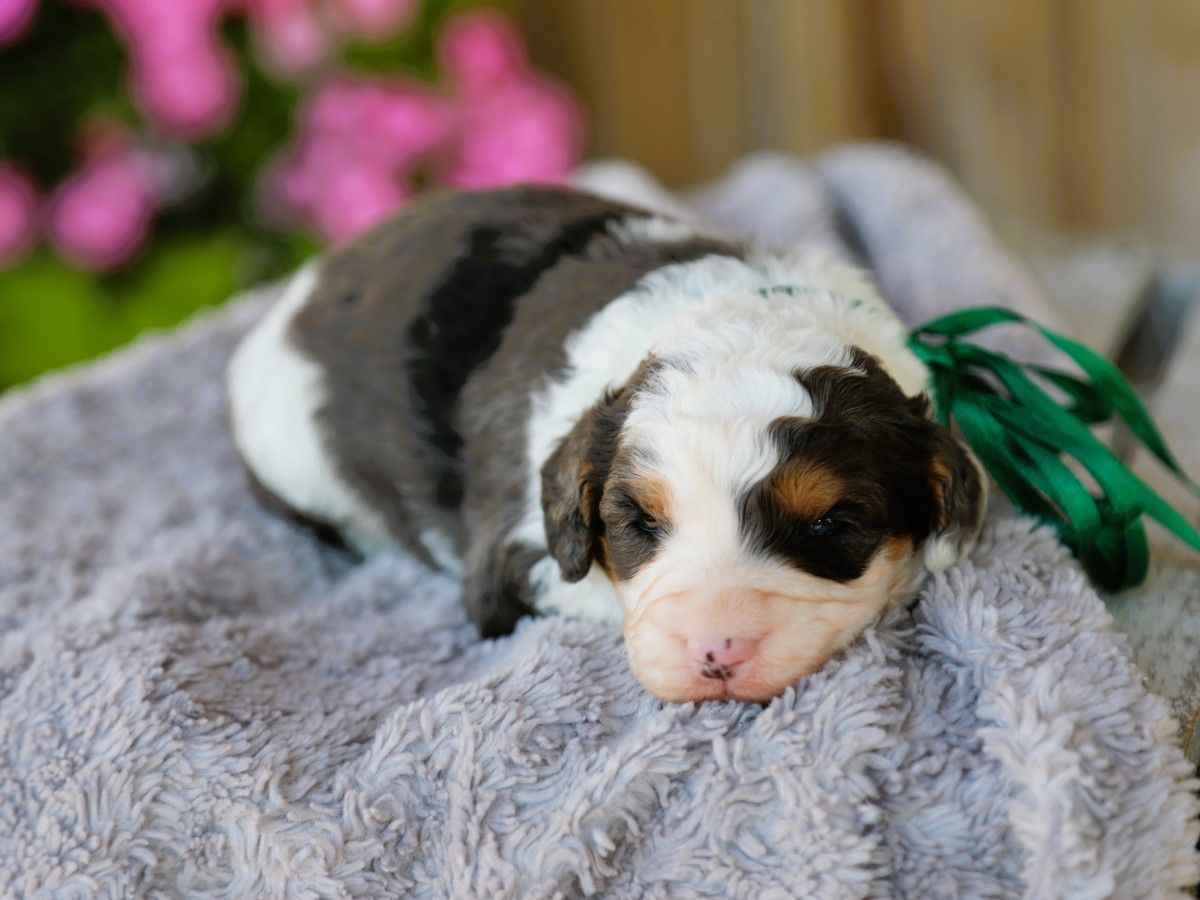 simba (1).JPG