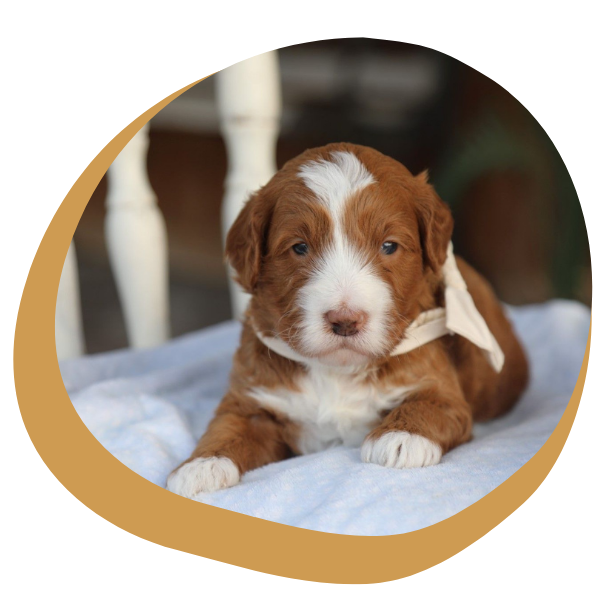 Mini Goldendoodle Puppies - Image 3.png