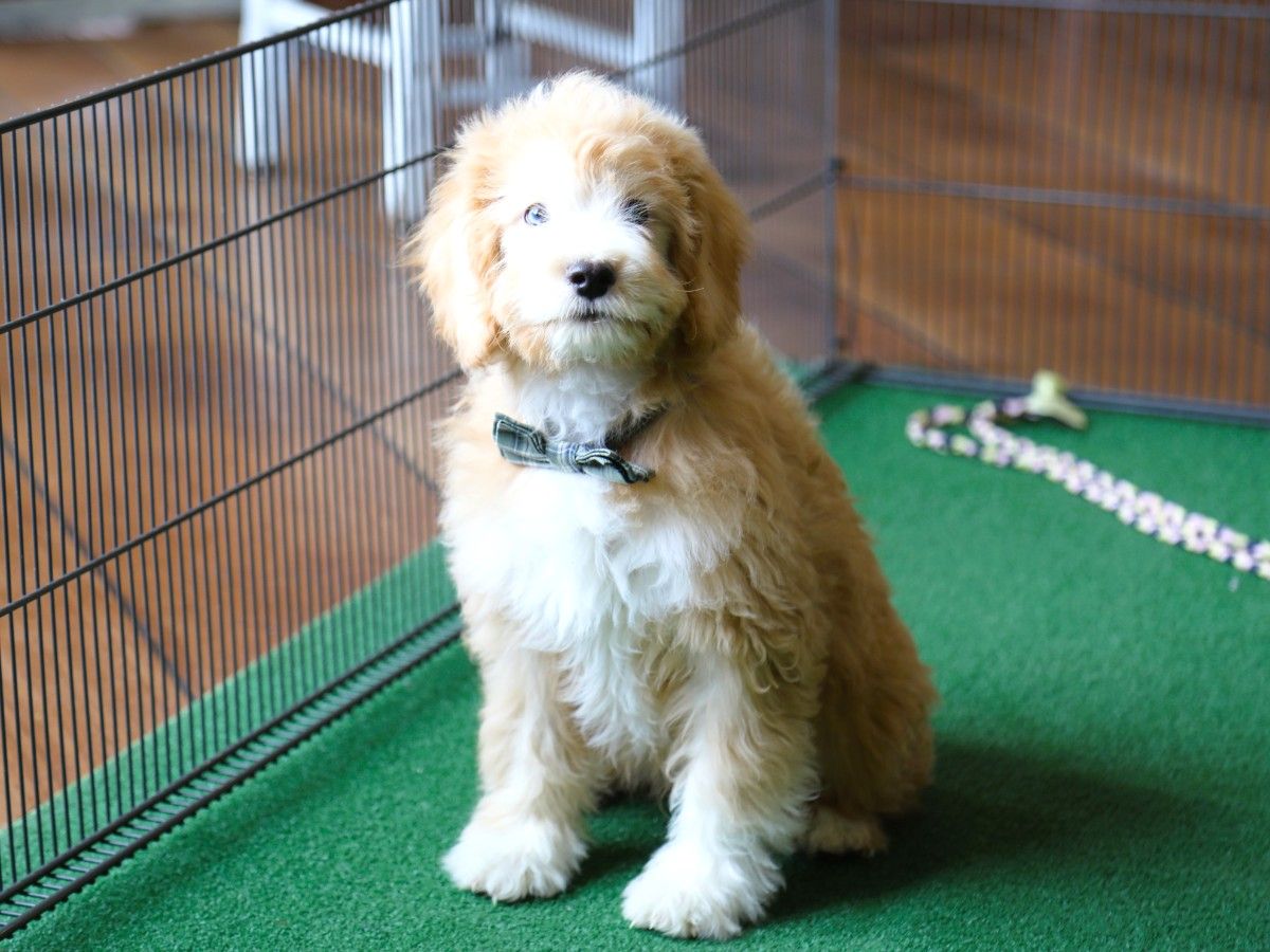 cheer • click to meet