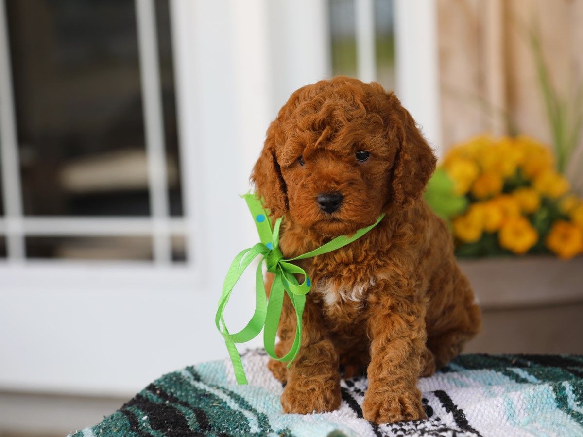 Theo (4).JPG