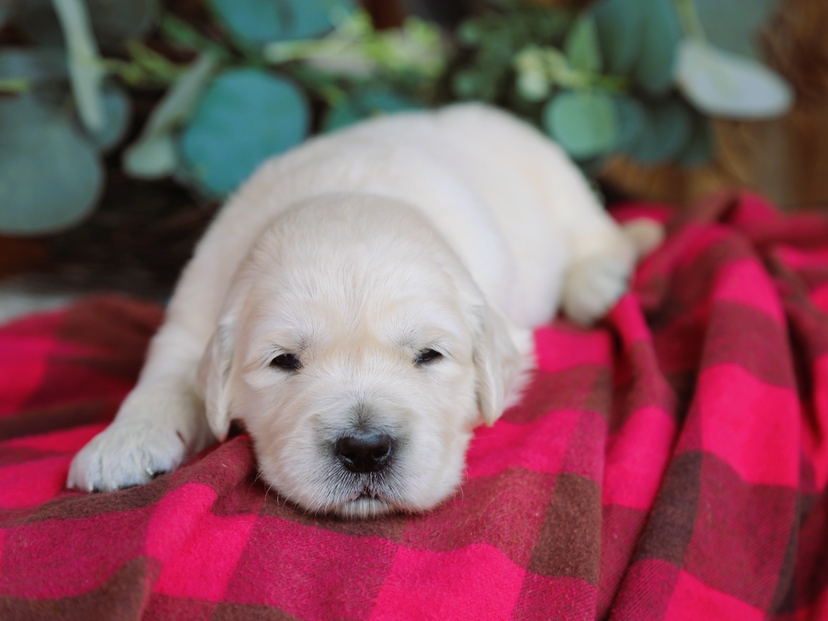 Salem • click to meet