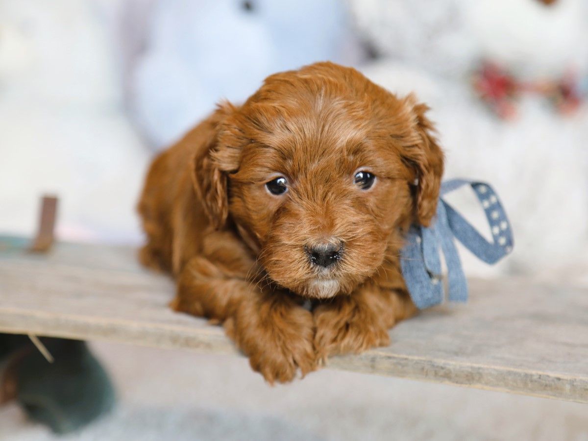 Prince (4).JPG