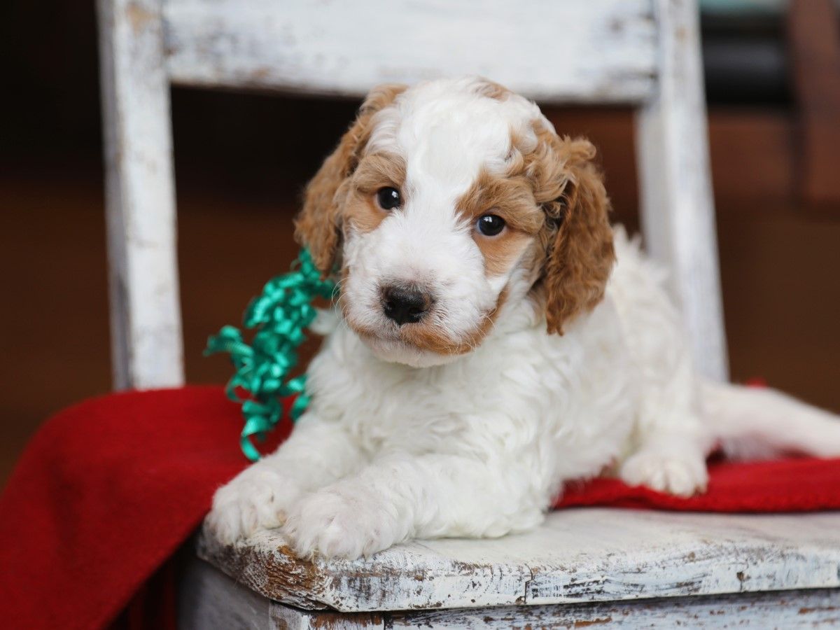 Owen • click to meet