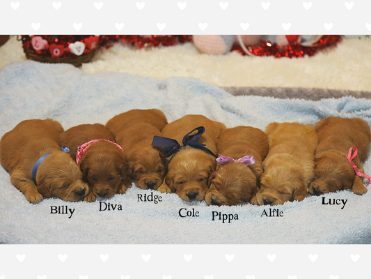 June's Babies