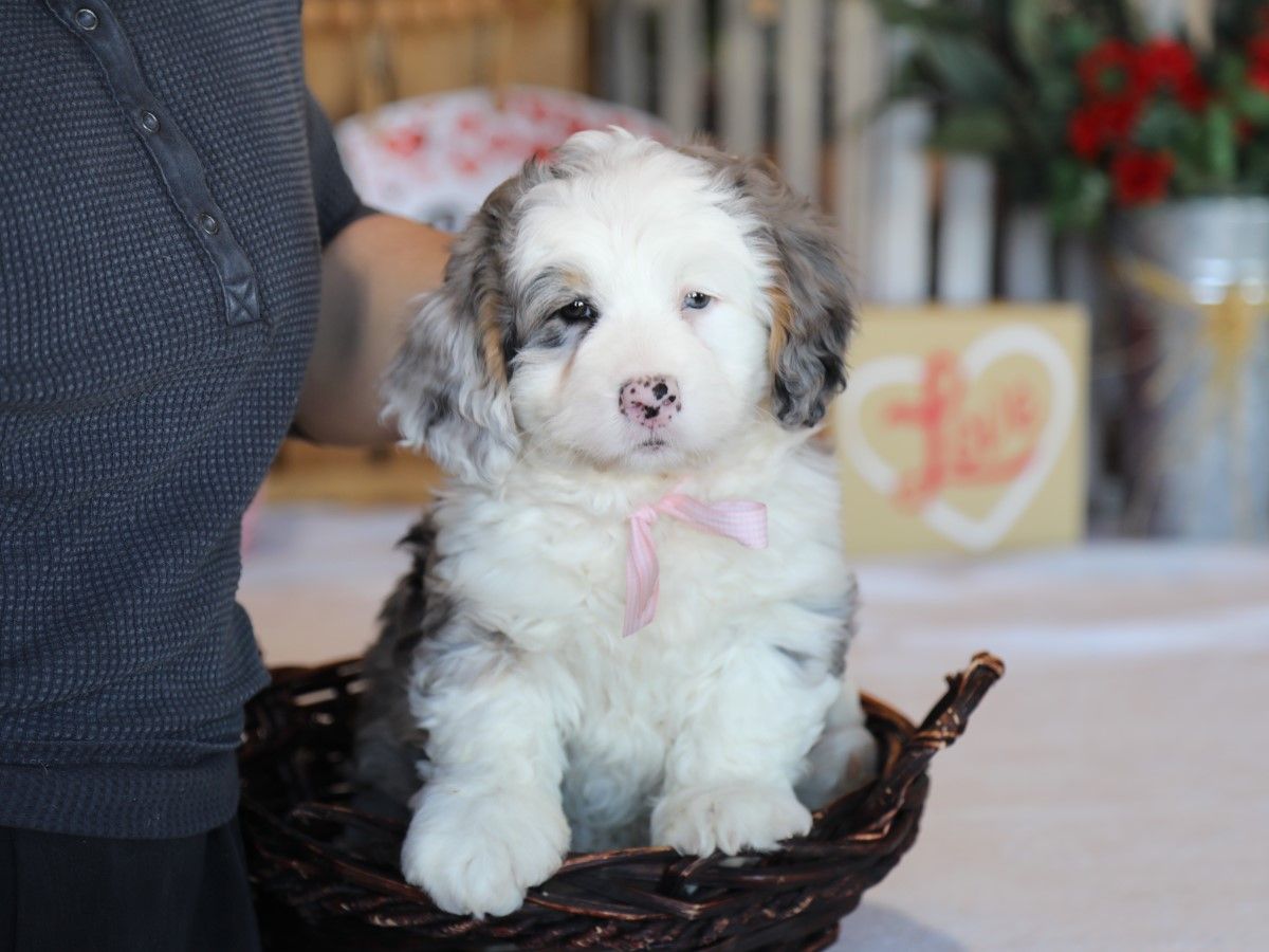 Cocoa (2).JPG