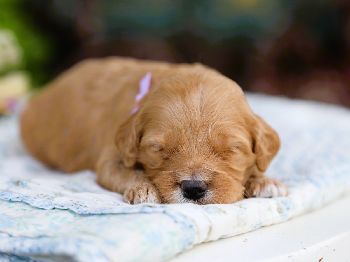 honey (3).JPG