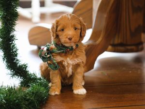  Arthur • click to meet