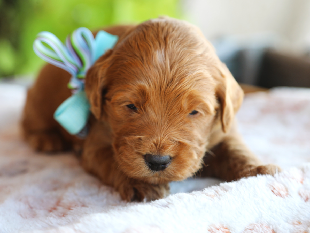 Ryder• click to meet