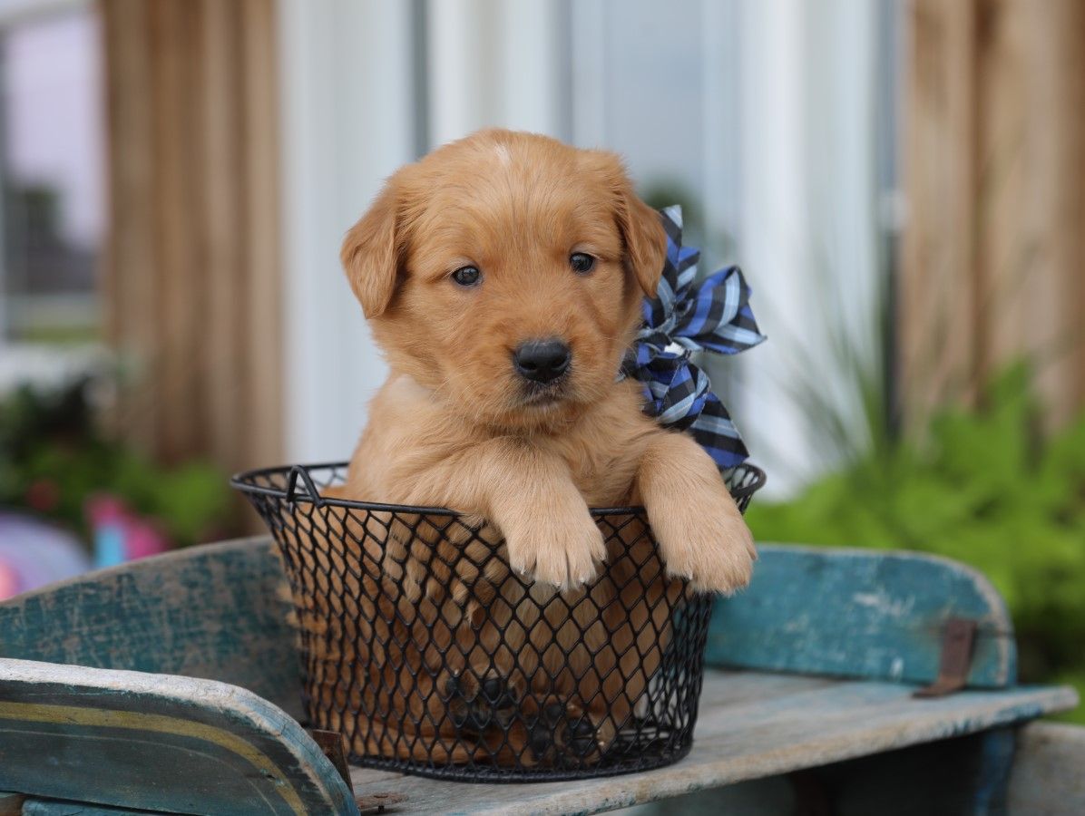 buster (3).JPG