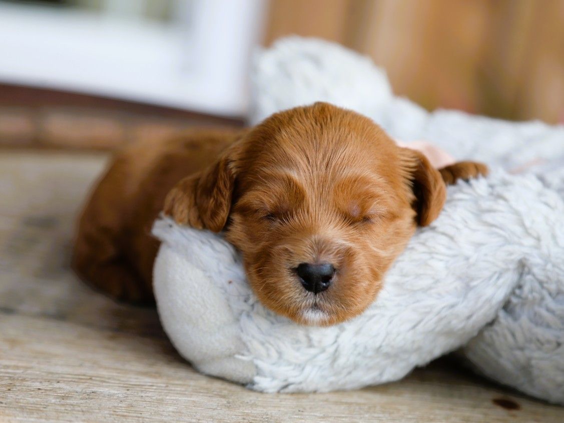 cinnamon (2).JPG