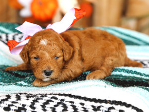 Reese • click to meet