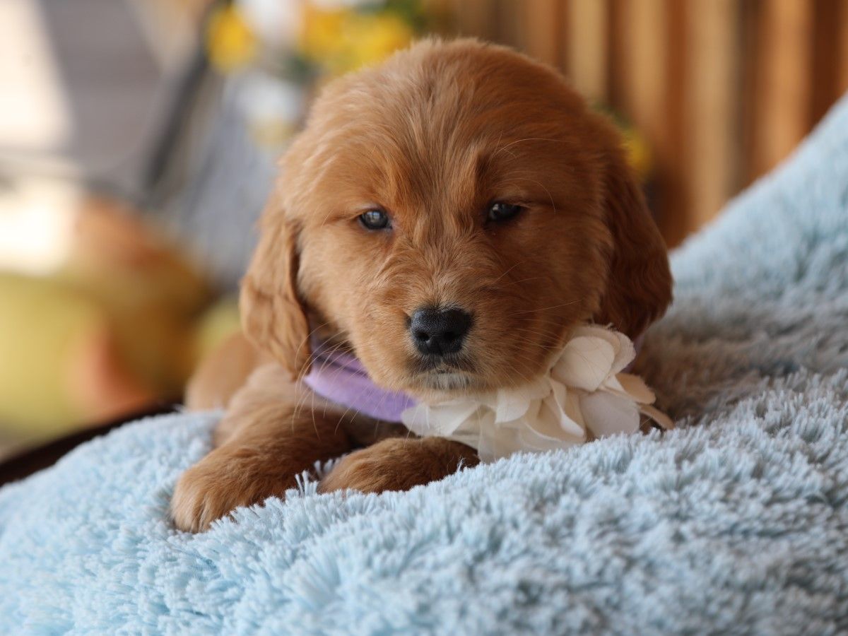  Pippa - Click to meet