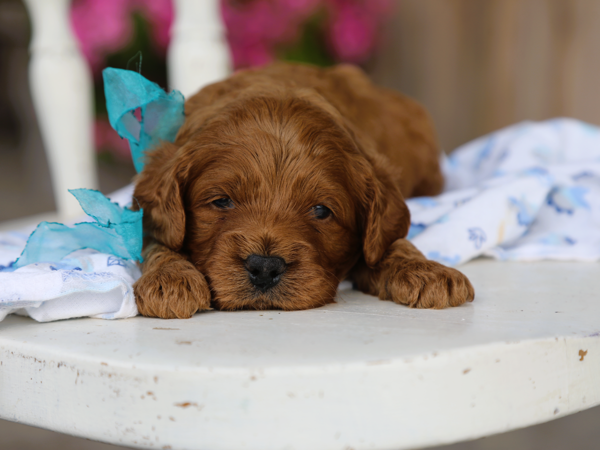 Hudson • click to meet