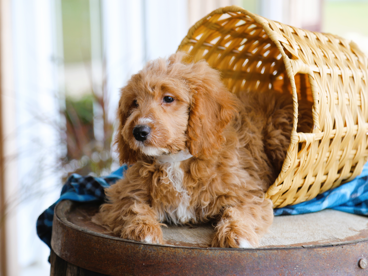 Baxter (4).png