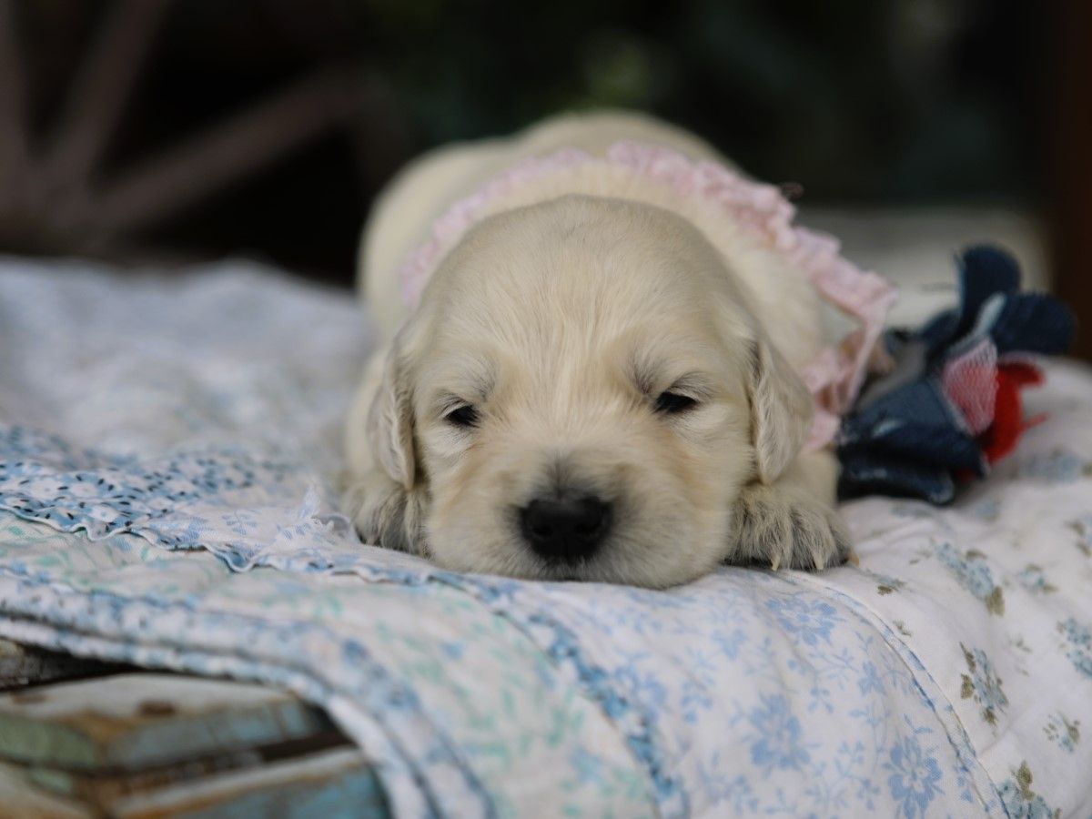 Layla • Click to meet