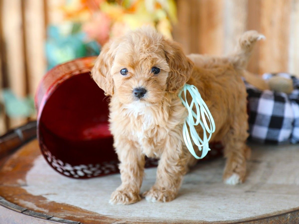 honey (1).JPG
