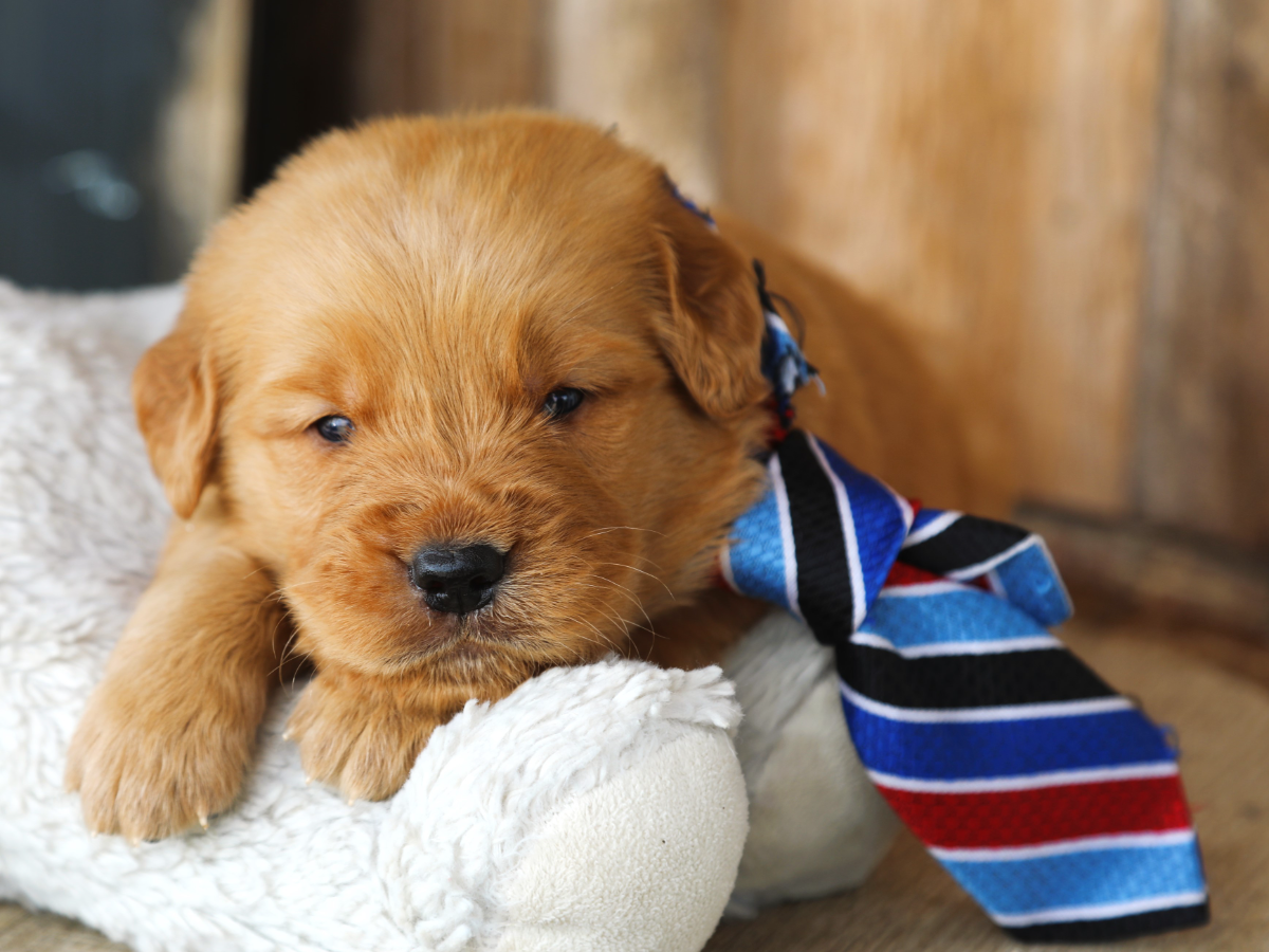 Bear • click to meet