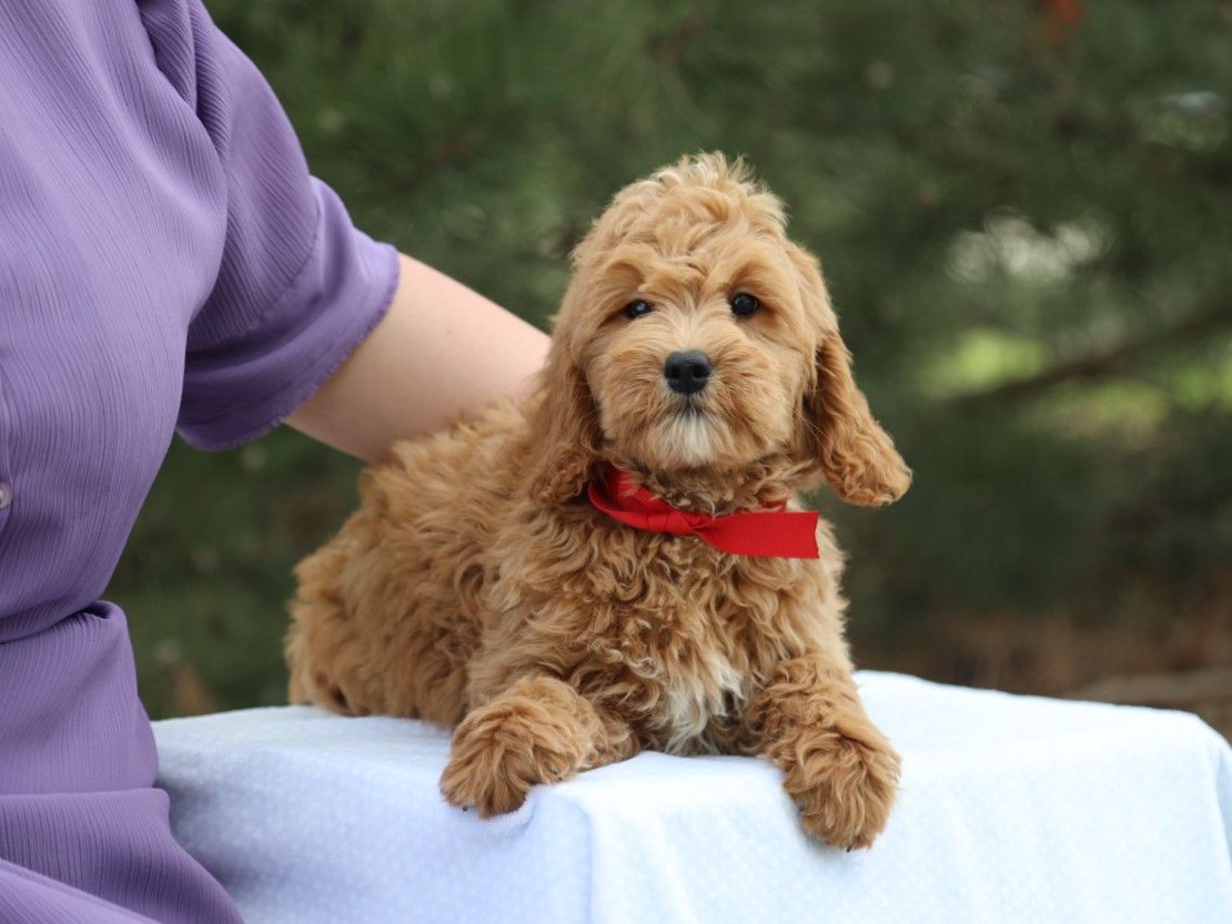 Dudley (4).JPG