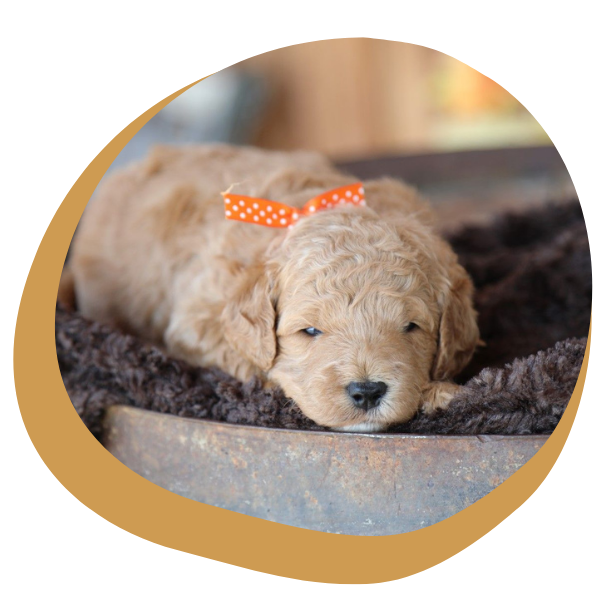 Mini Goldendoodle - Image 1.png