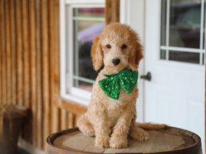 Fisher • click to meet