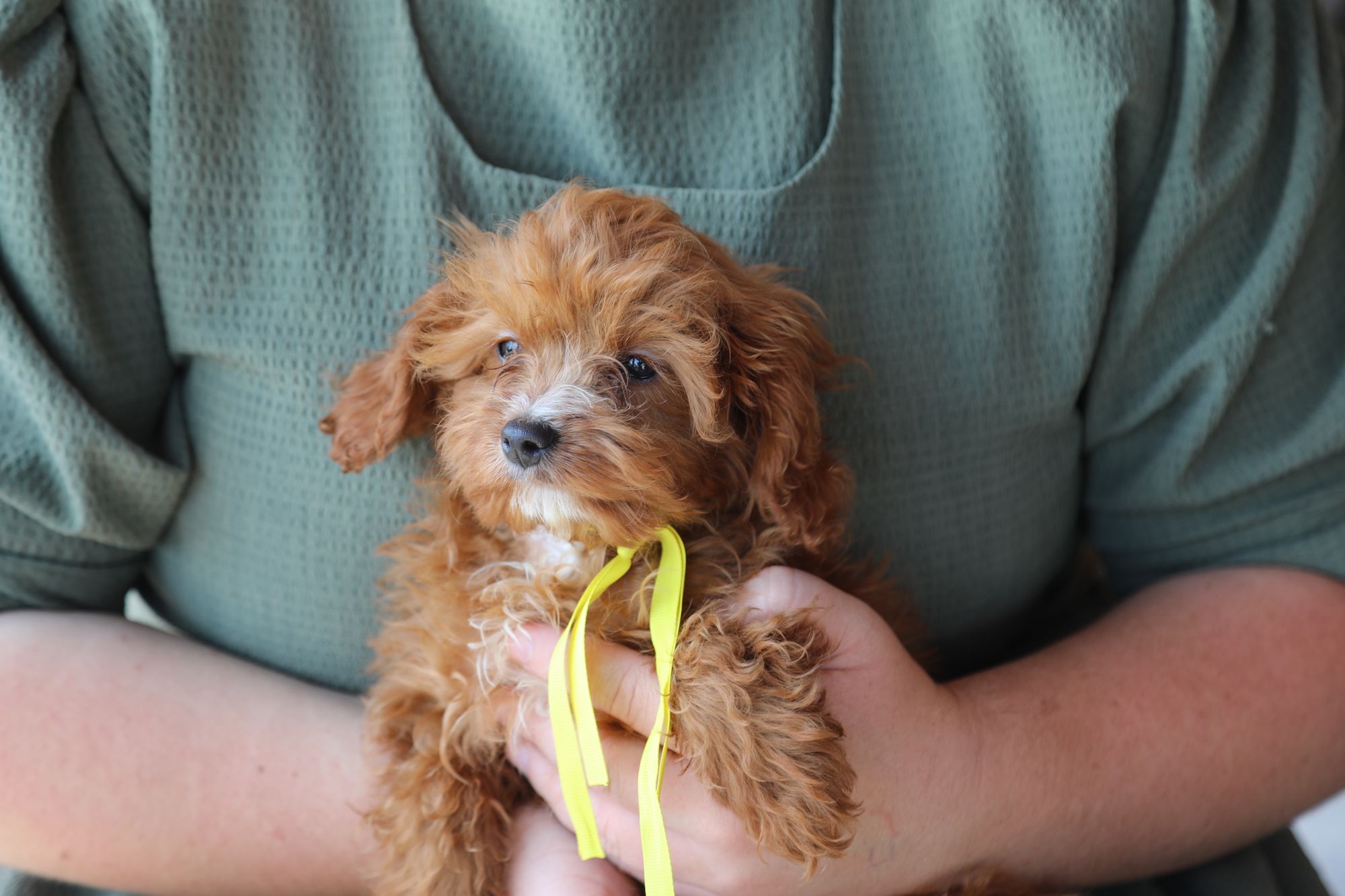 chip (11).JPG