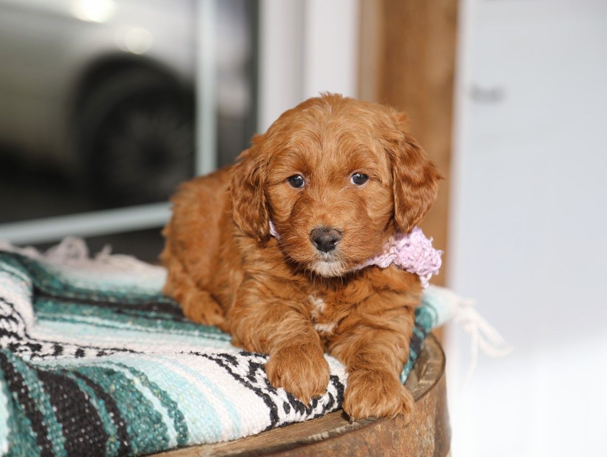 izzy (3).JPG