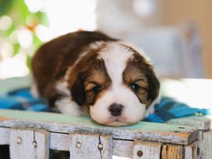 Kris  • click to meet