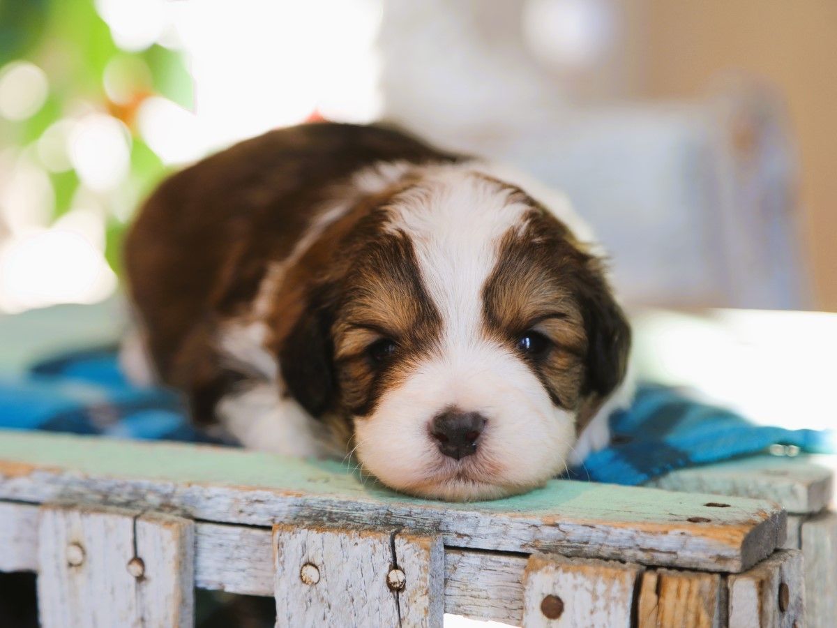 Kris  • click to meet