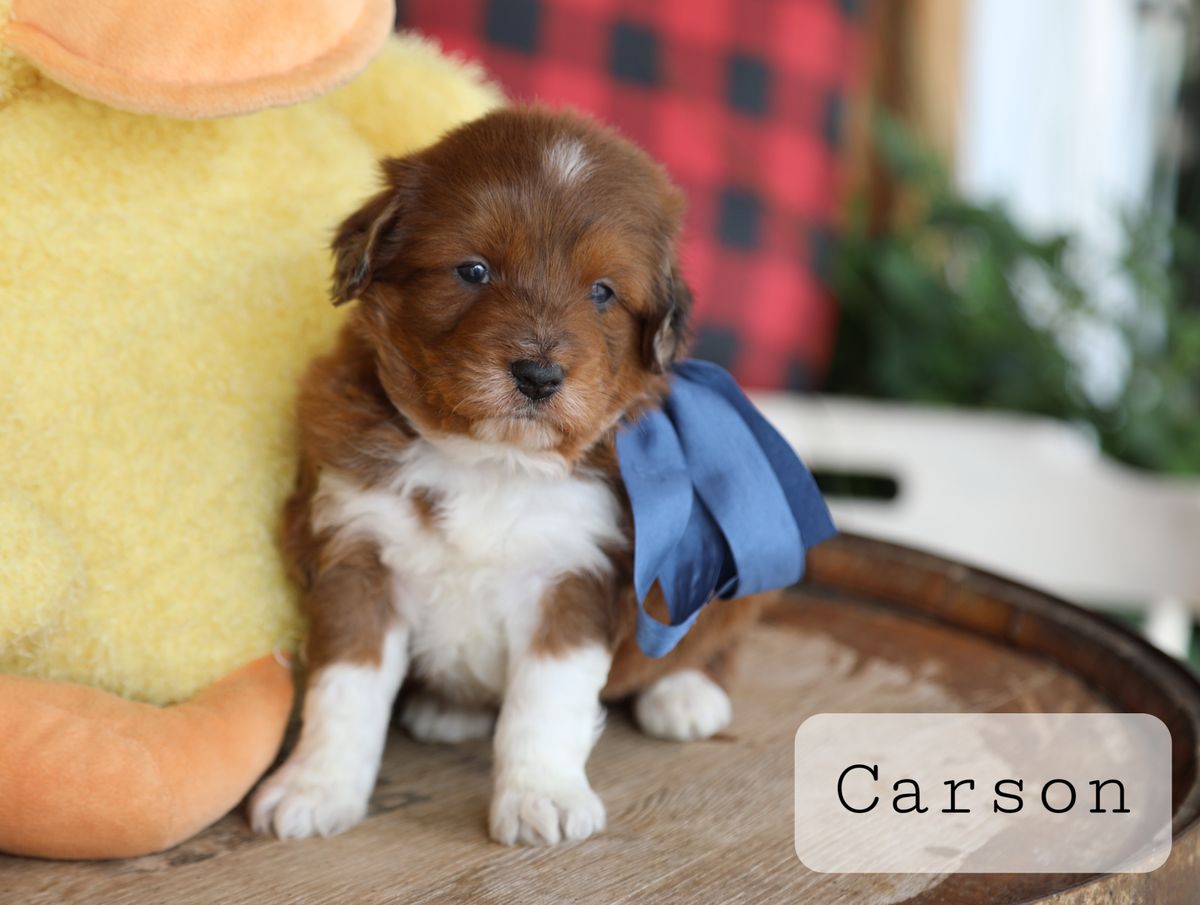 Carson - click to meet