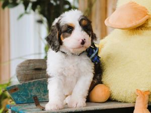  Simba • click to meet