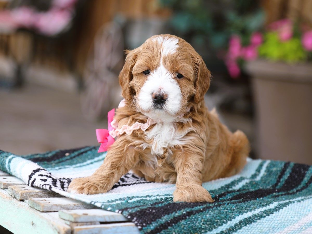 Poppy • click to meet