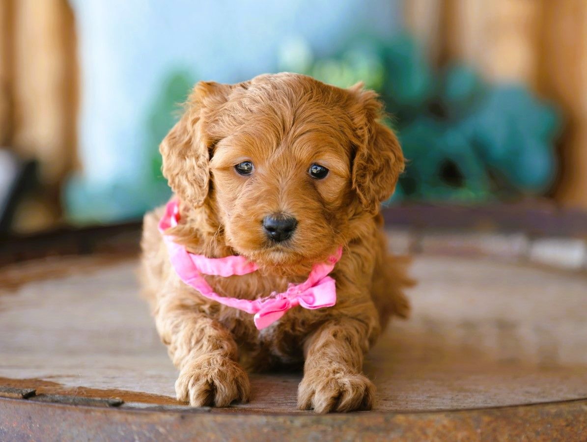  Lacey • click to meet