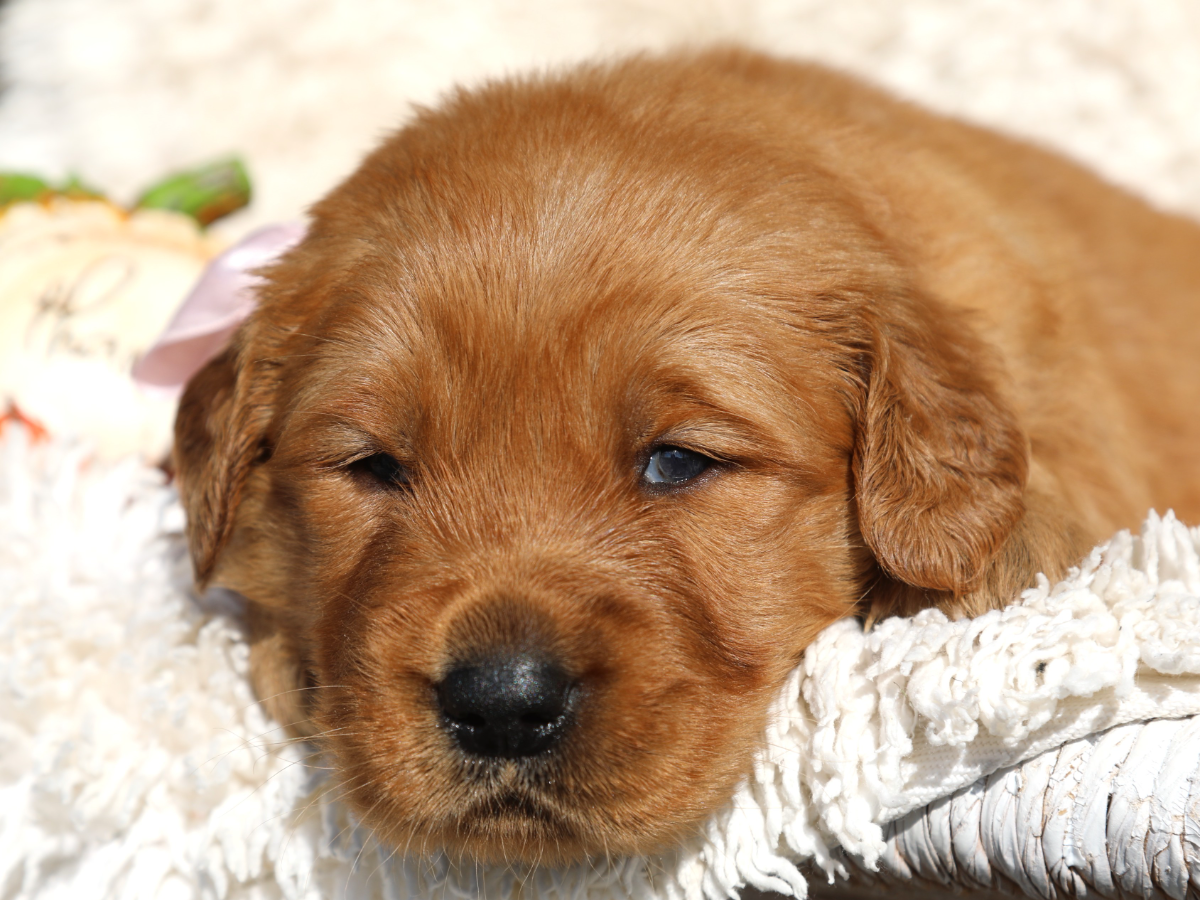 Evie • click to meet