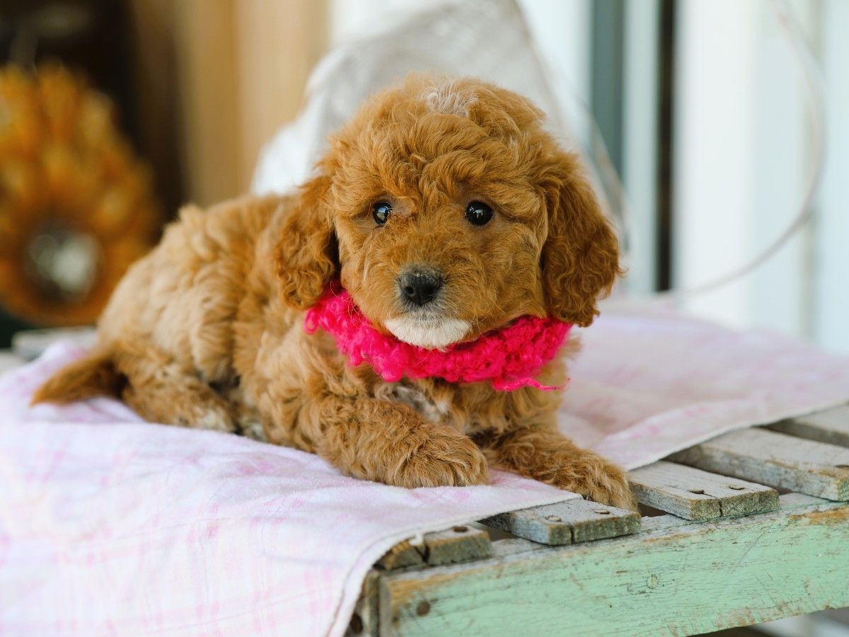 maggy (2).JPG