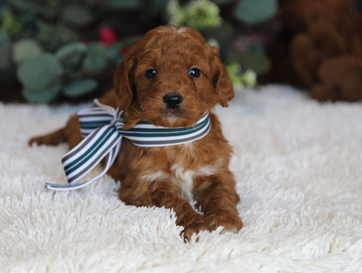 Linden - click to meet