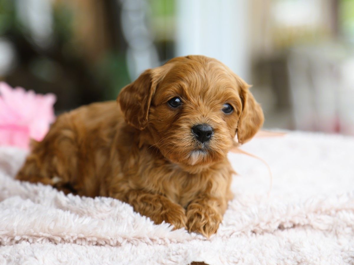 Zoe • click to meet