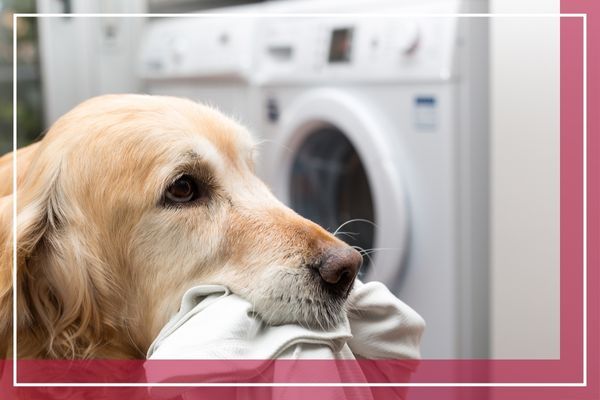 A golden retriever holds a piece of laundry in its mouth in front of a washing machine Matinecock 2.jpg