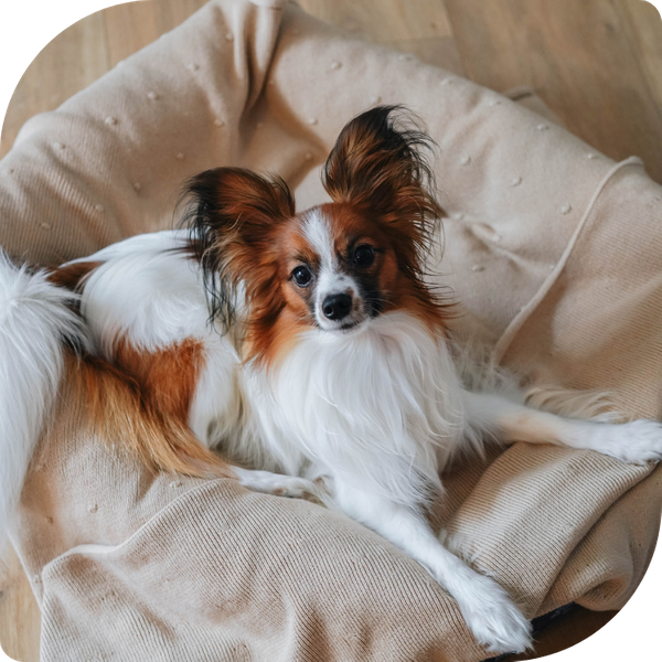 Pet dog in a bed. Pet dog in a bed.