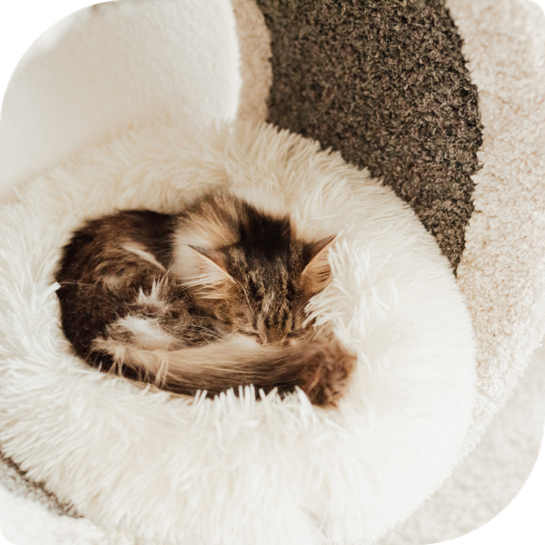 Cat asleep in bed. Cat asleep in bed.