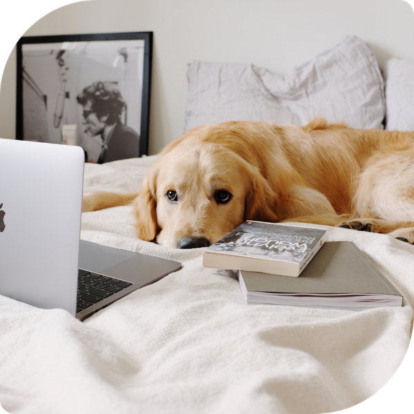 Dog asleep on owner's bed. Dog asleep on owner's bed.