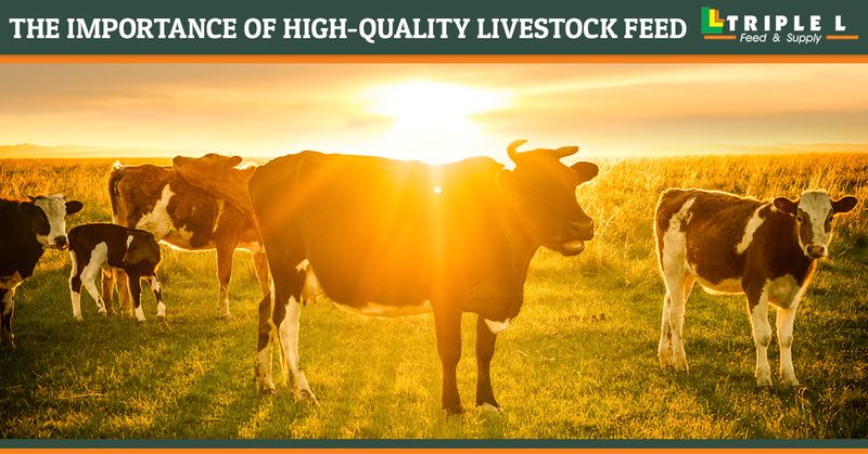 Livestock feed clearance supply near me