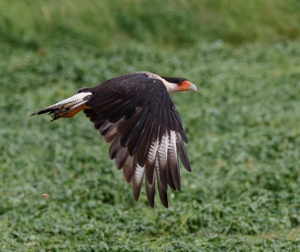 CaraCara bird.JPG