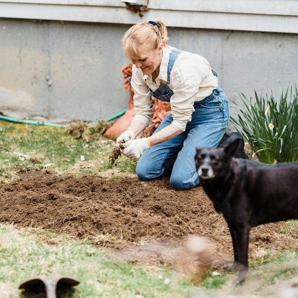 Woman gardening with her dog. Woman gardening with her dog.