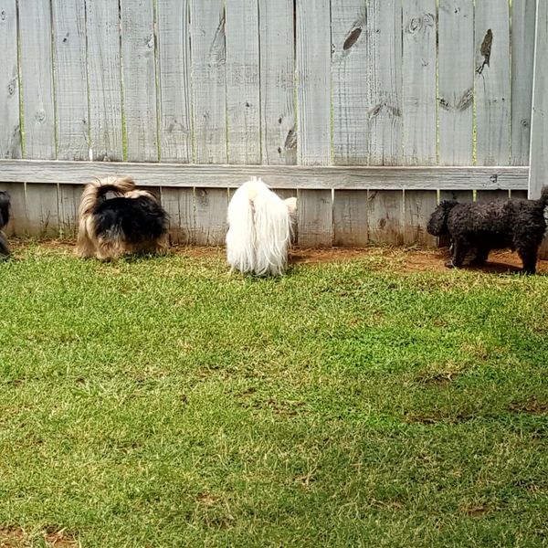 Trio of dogs in a backyard. Trio of dogs in a backyard.