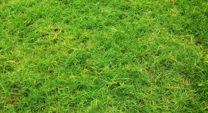 Signs Your Lawn Needs Fertilization.jpg